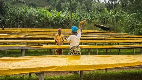 Coffee farm