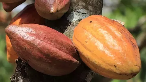 cocoa pods