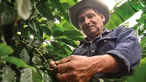 coffee farmer