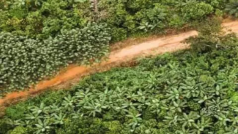 forest