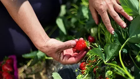 Man is picking strawberries