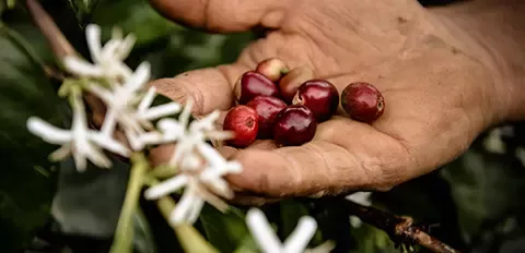 Hand holding coffee beans
