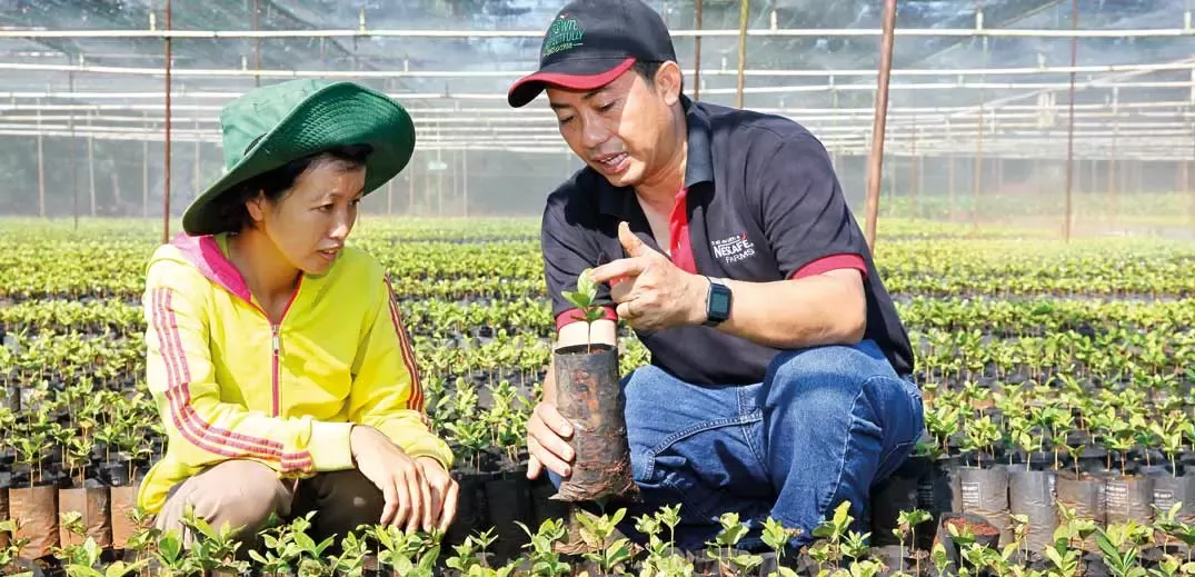 man shows coffee seedings