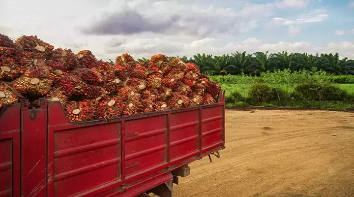 Learn more about Nestlé’s Palm Oil Dashboard