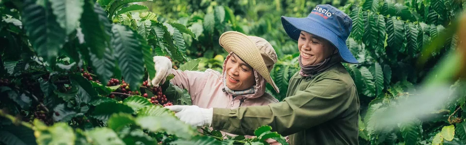 Two female coffee farmers working