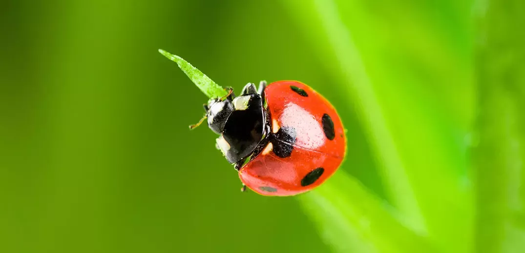 biodiversity