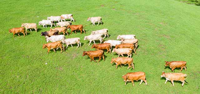 sustainable dairy farming alert