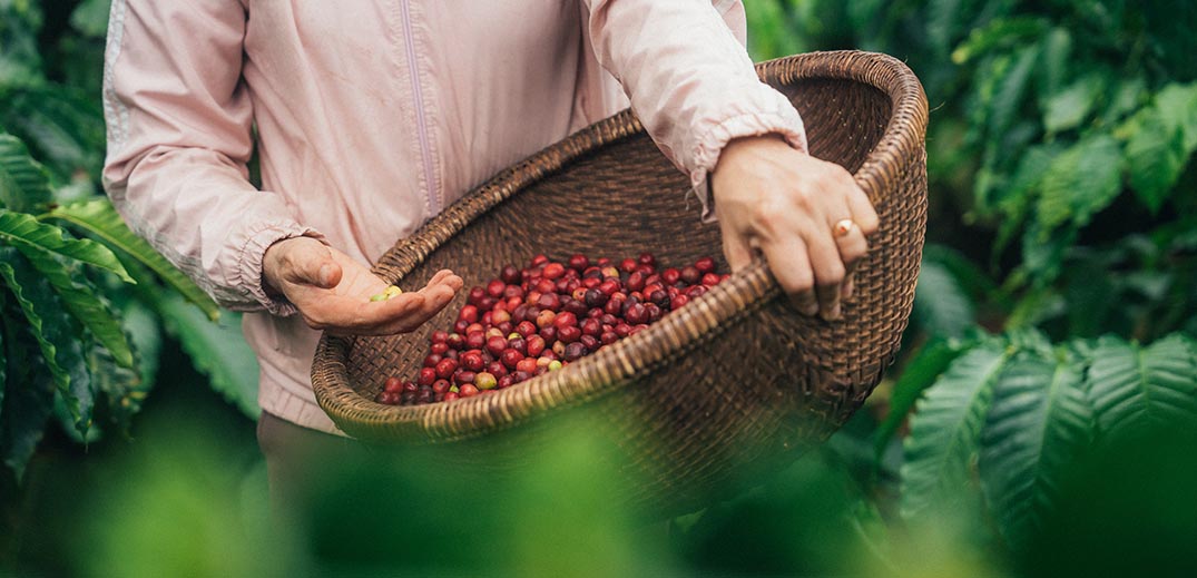 Basket of freshly harvested coffee cherries on a coffee farm in Vietnam