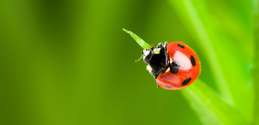 biodiversity